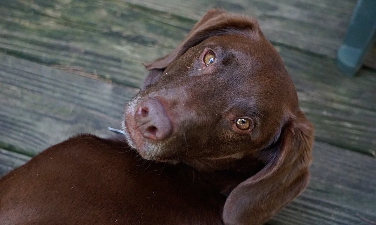 Día Mundial del Perro