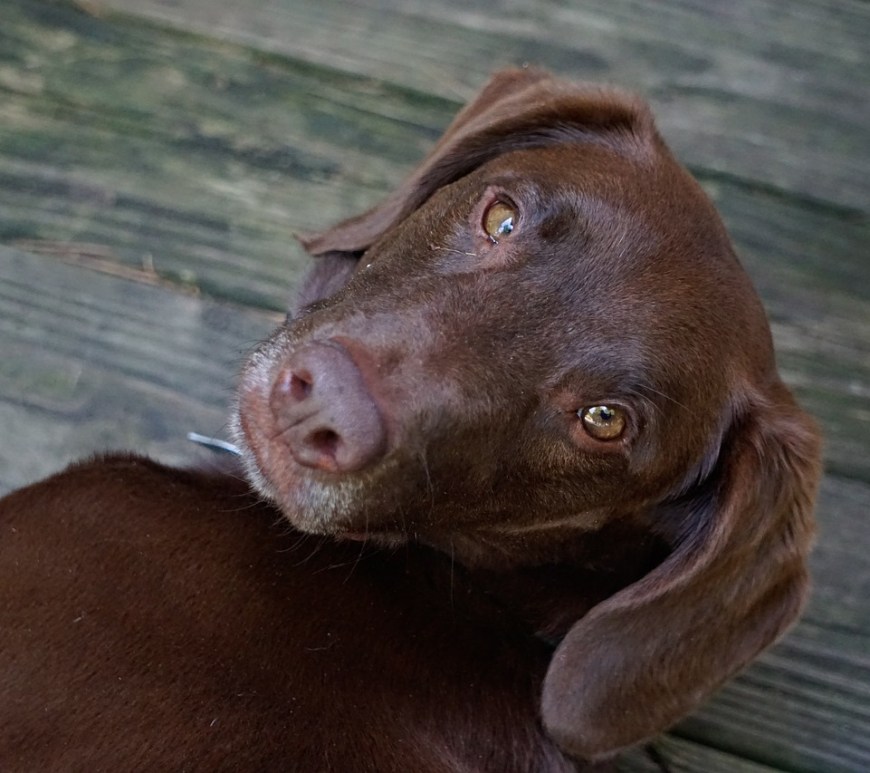 Día Mundial del Perro